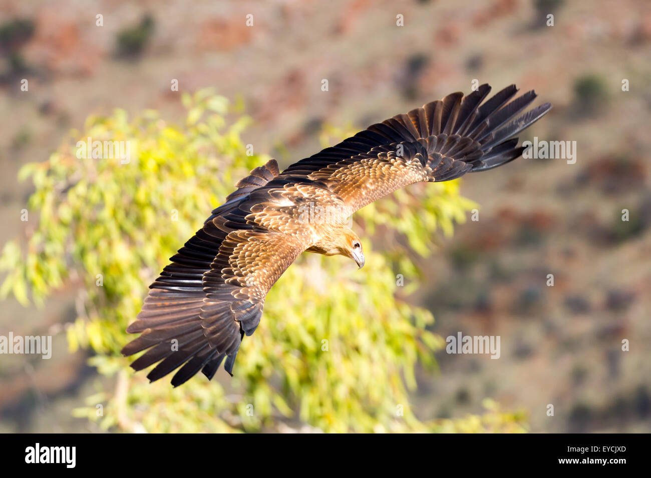 Un nativo di cuneo aquila codato in volo vicino a Alice Springs, Territorio del Nord, l'Australia Foto Stock