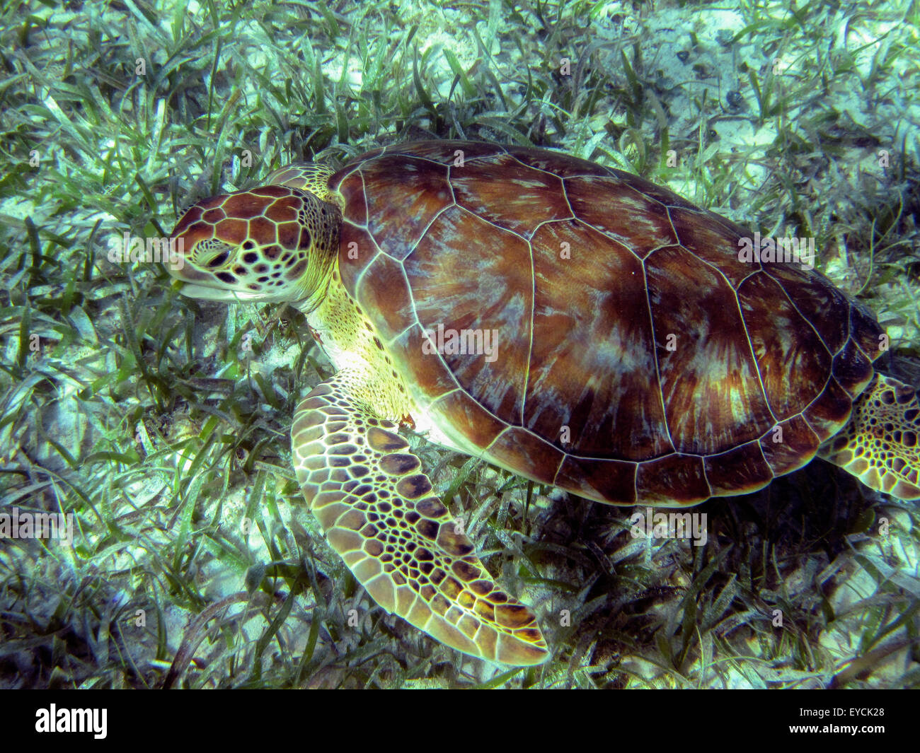 Tartaruga Verde (Chelonia Mydas) alimentazione sul mare di erba, il Belize. Foto Stock