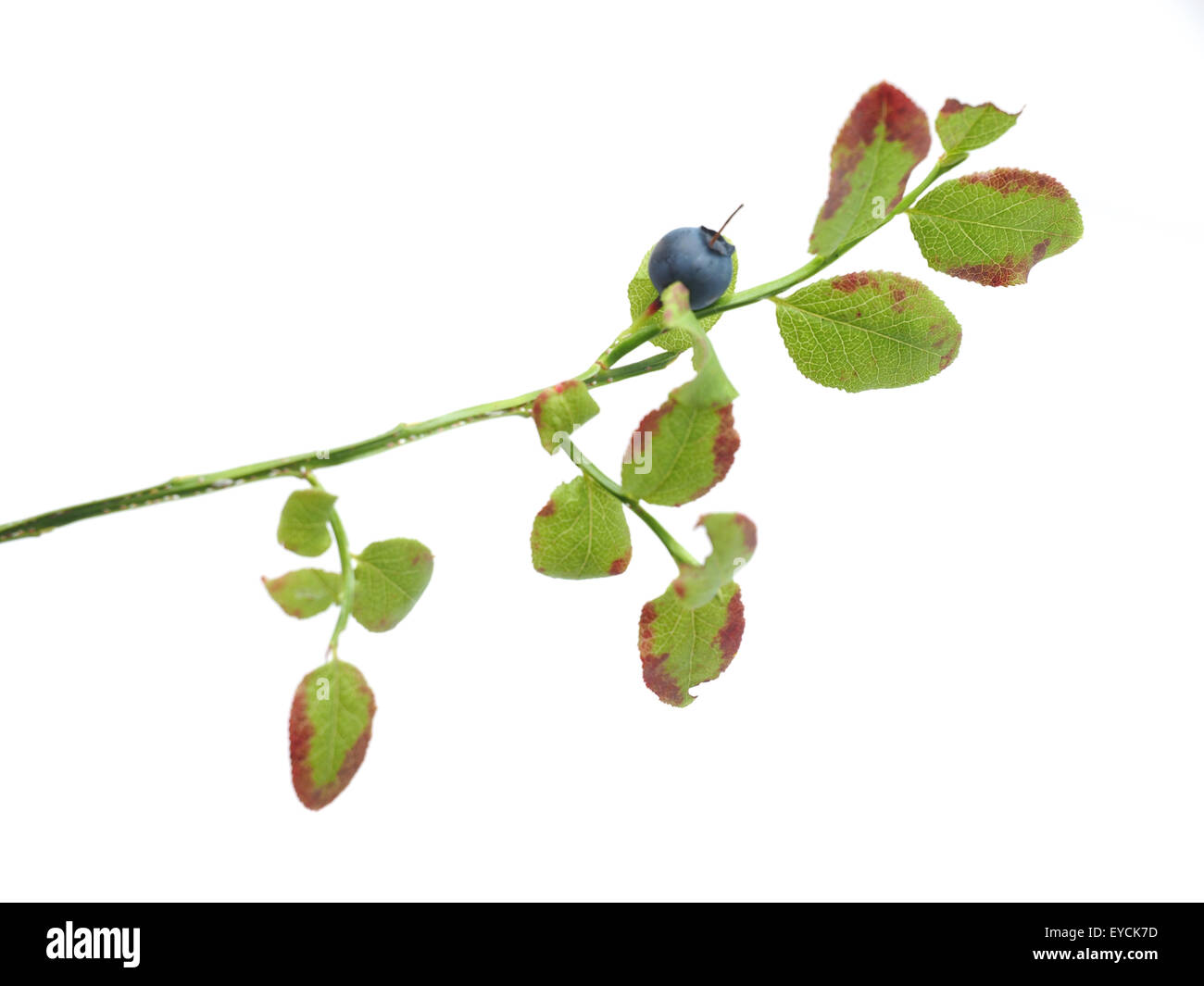 Bush mirtilli su sfondo bianco Foto Stock