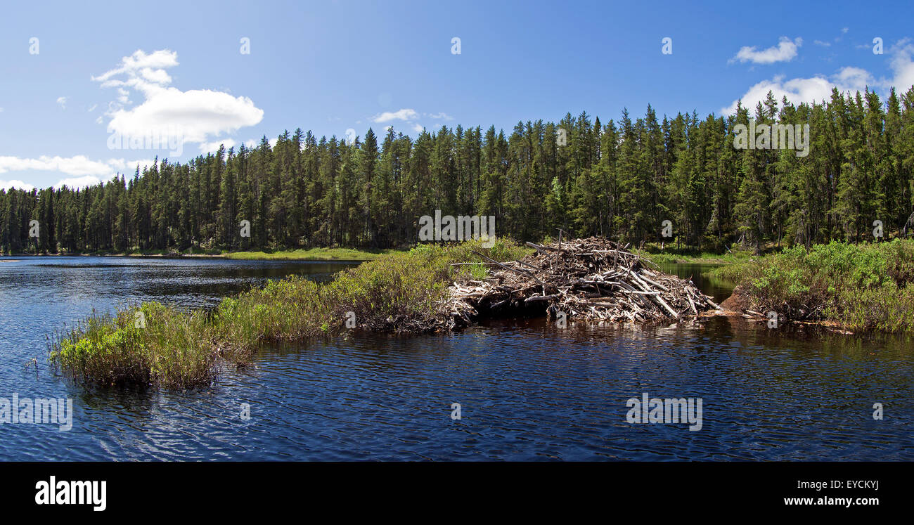 Beaver casa su un lago Foto Stock