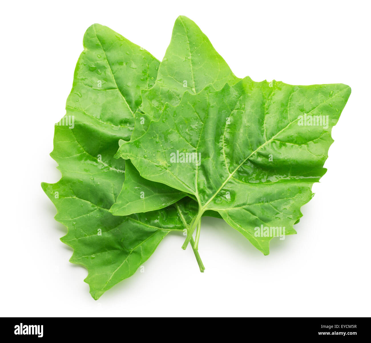 Foglie di spinaci isolato su uno sfondo bianco. Foto Stock