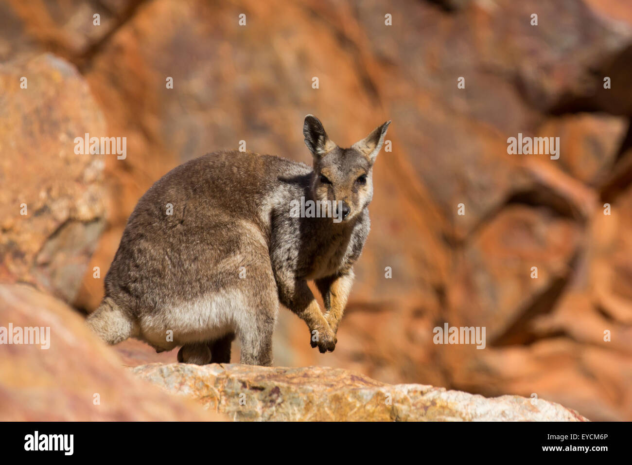 Un raro avvistamento di un rock wallaby tra rocce in una scogliera a Ormiston Gorge nel Territorio del Nord, l'Australia Foto Stock