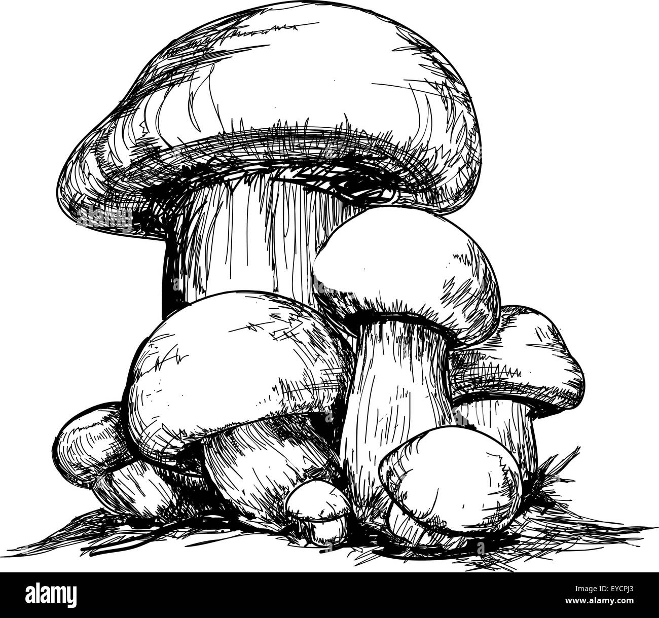 Funghi Illustrazione Vettoriale