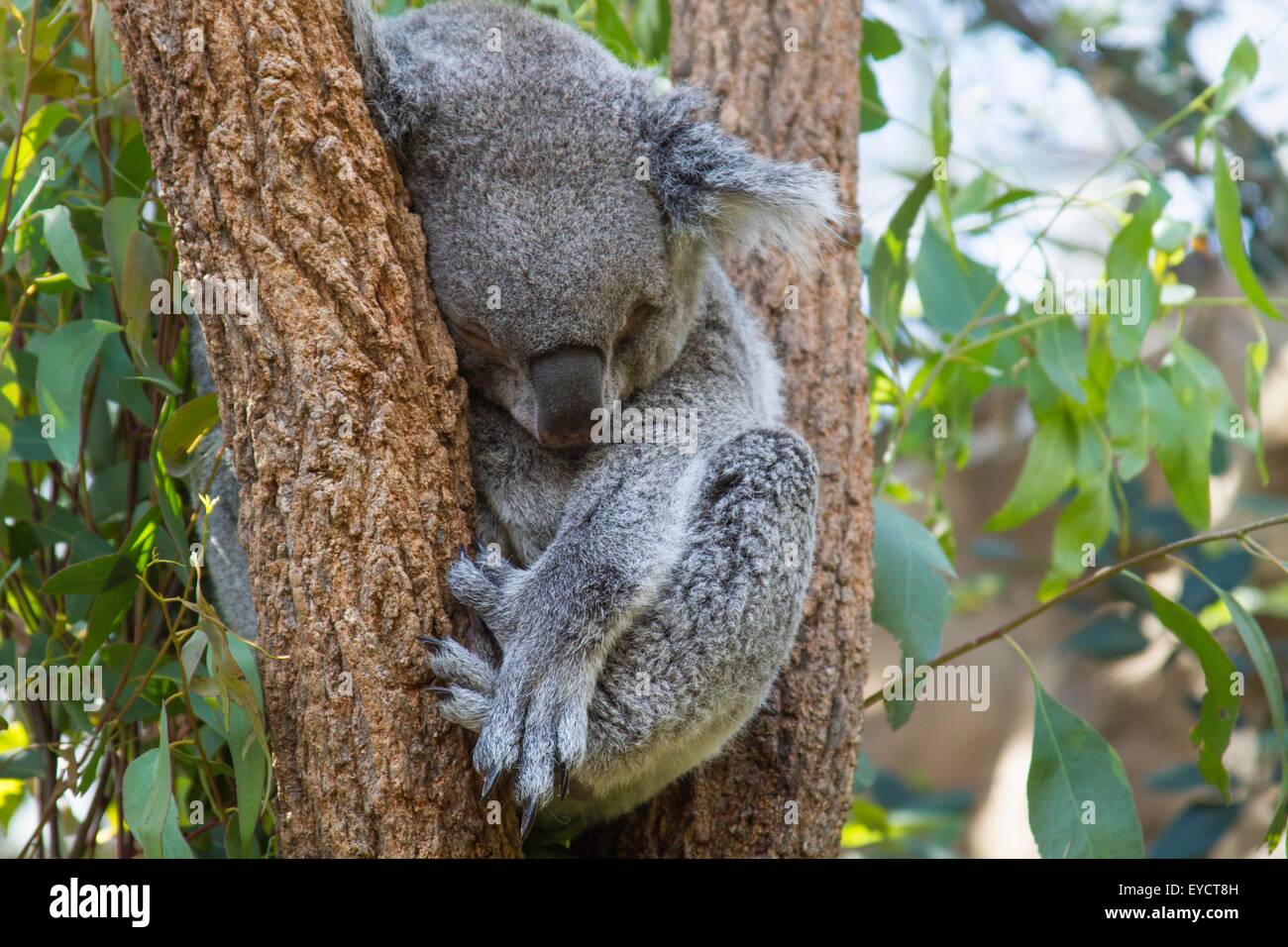 Ritratto di orso koala dormire nella struttura ad albero, Australia Foto Stock