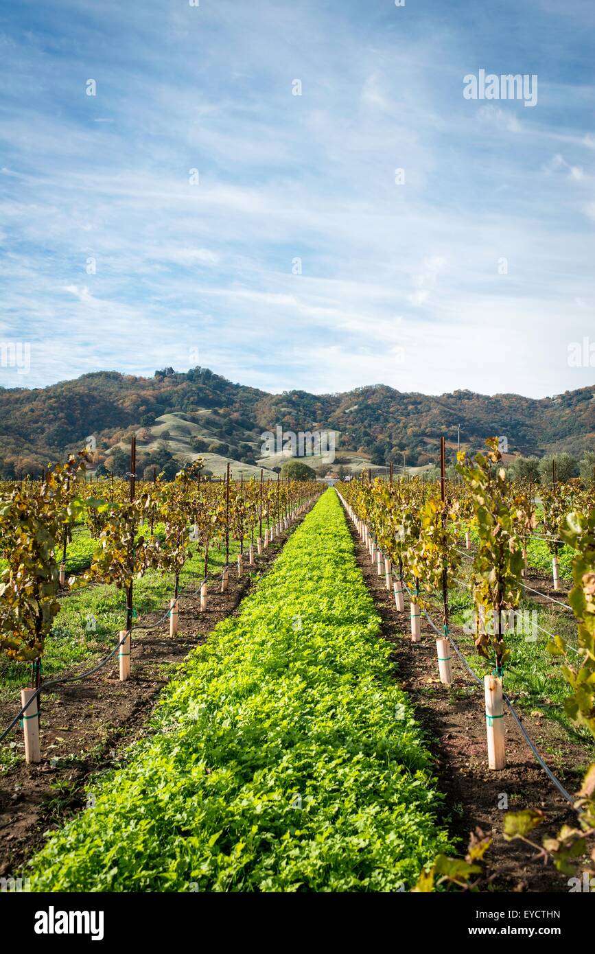 Vista della vigna e vigne, Ukiah, CALIFORNIA, STATI UNITI D'AMERICA Foto Stock