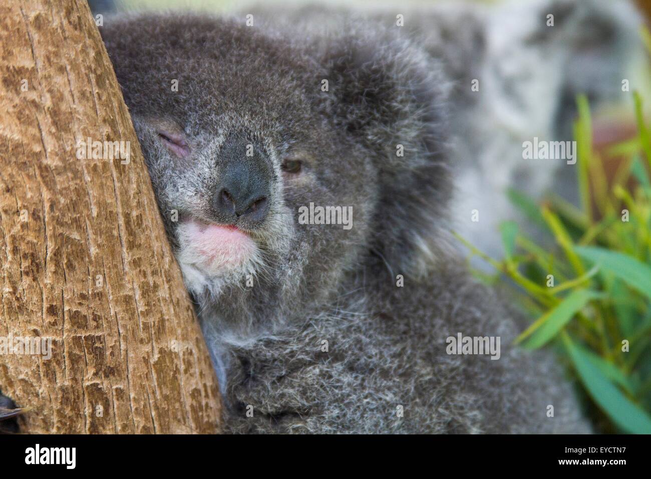 Il Koala recare nella struttura ad albero, close-up Foto Stock