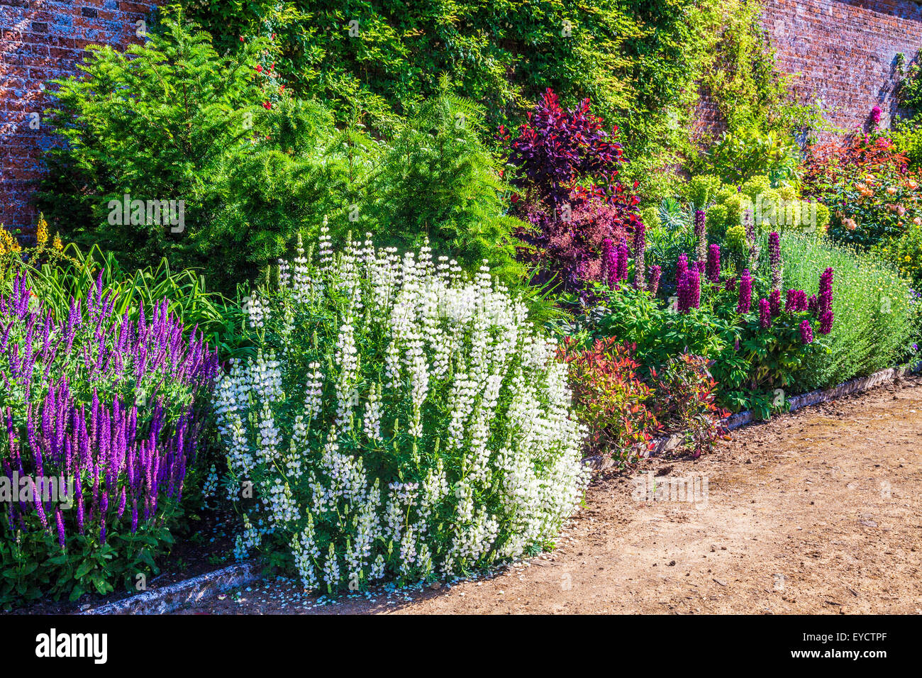 Confine erbacee in il giardino murato di Bowood House nel Wiltshire. Foto Stock