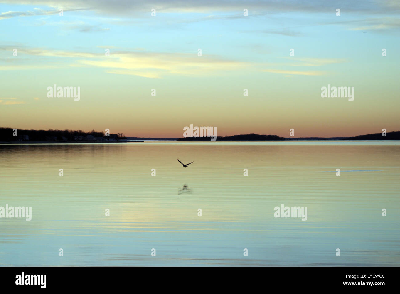Una solitaria di uccello vola basso su una baia ancora al tramonto. Colori pastello in un cielo invernale gamma da rosa a blu chiaro. Foto Stock