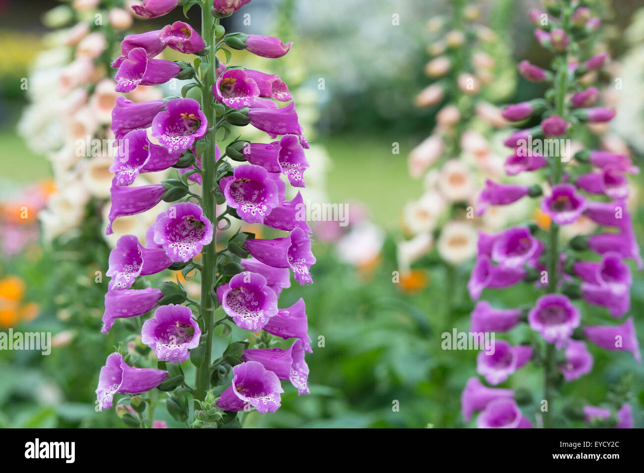 Digitalis purpurea 'Dalmatian viola'. Foxglove Foto Stock