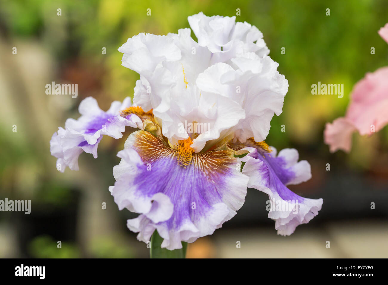 Chiusura del bianco-viola barbuto iride fiori Foto Stock