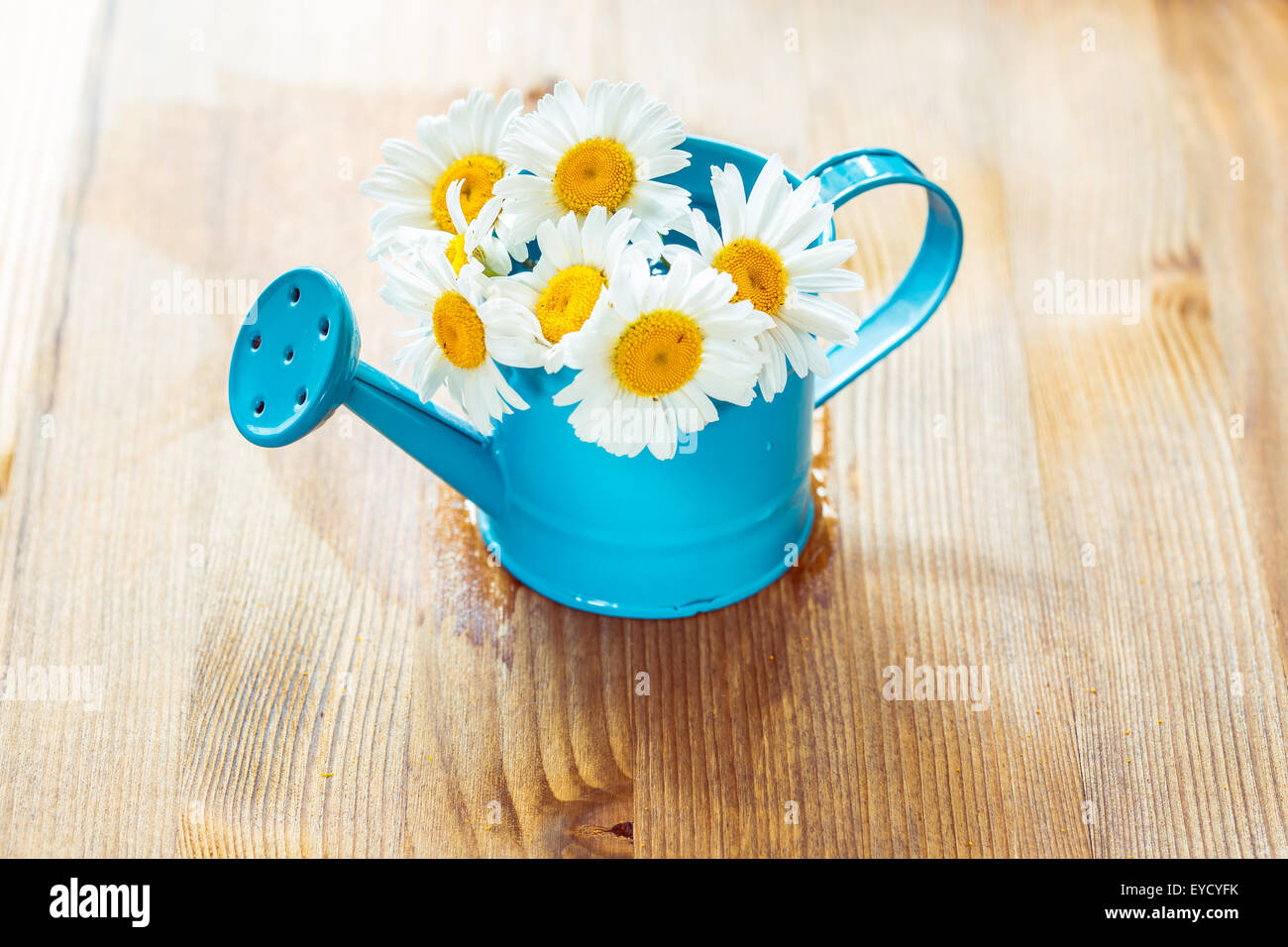 I fiori di camomilla in un piccolo blu annaffiatoio Foto Stock