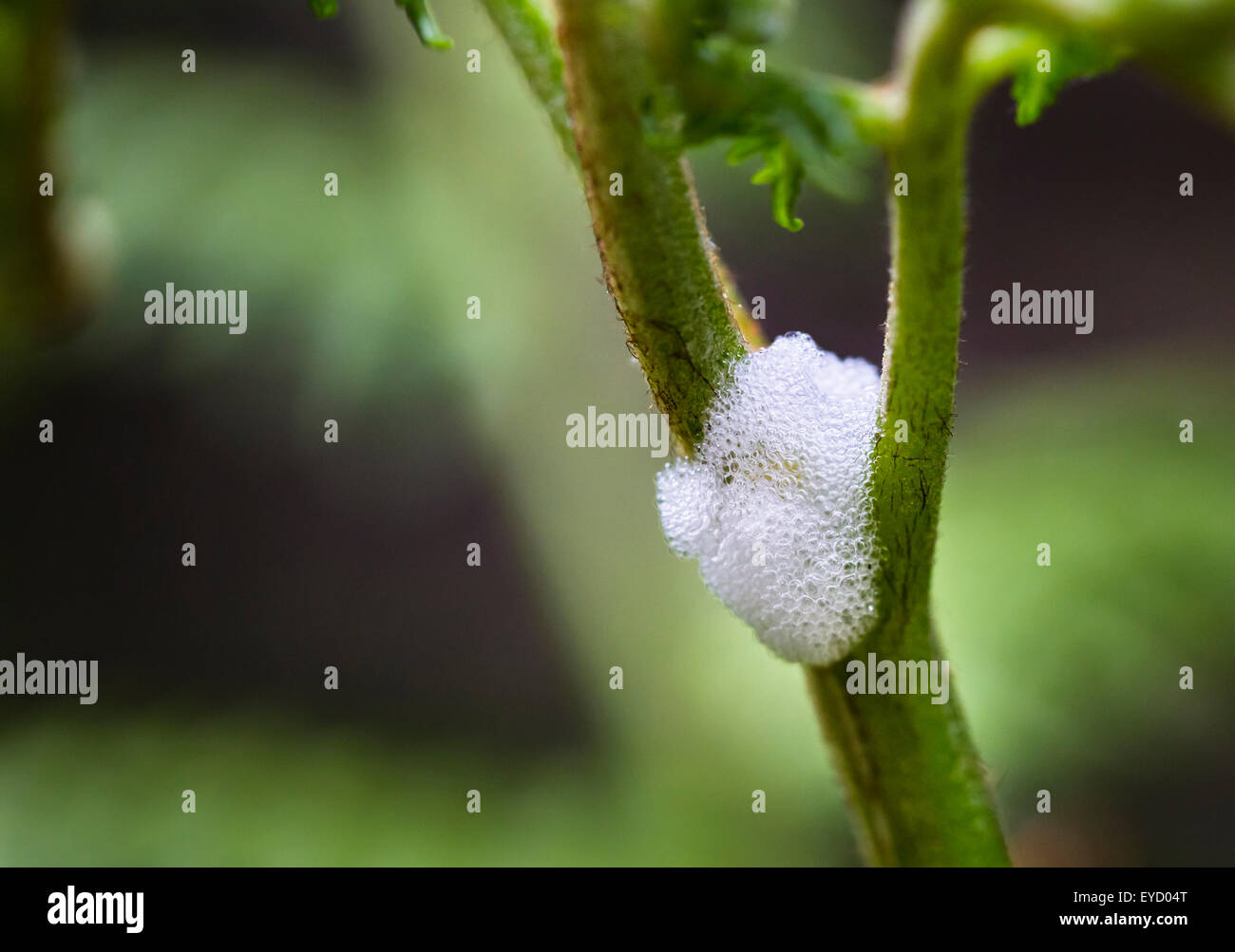 Le bolle di schiuma di un spittlebug froghopper o su una pianta nella foresta delle Ardenne, Belgio Foto Stock