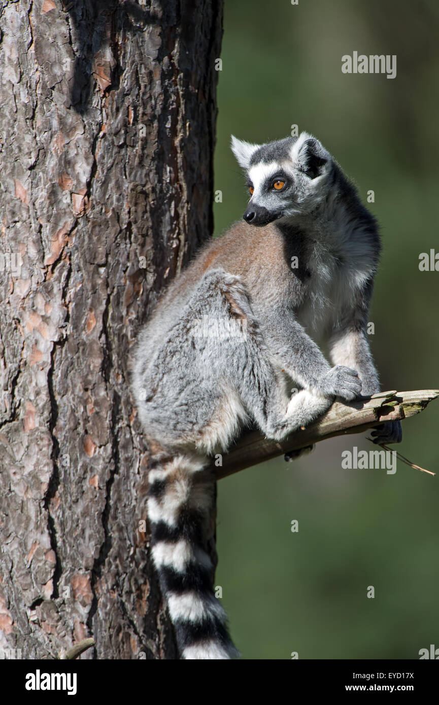 Lemure Ring-Tailed (Lemur catta) Foto Stock