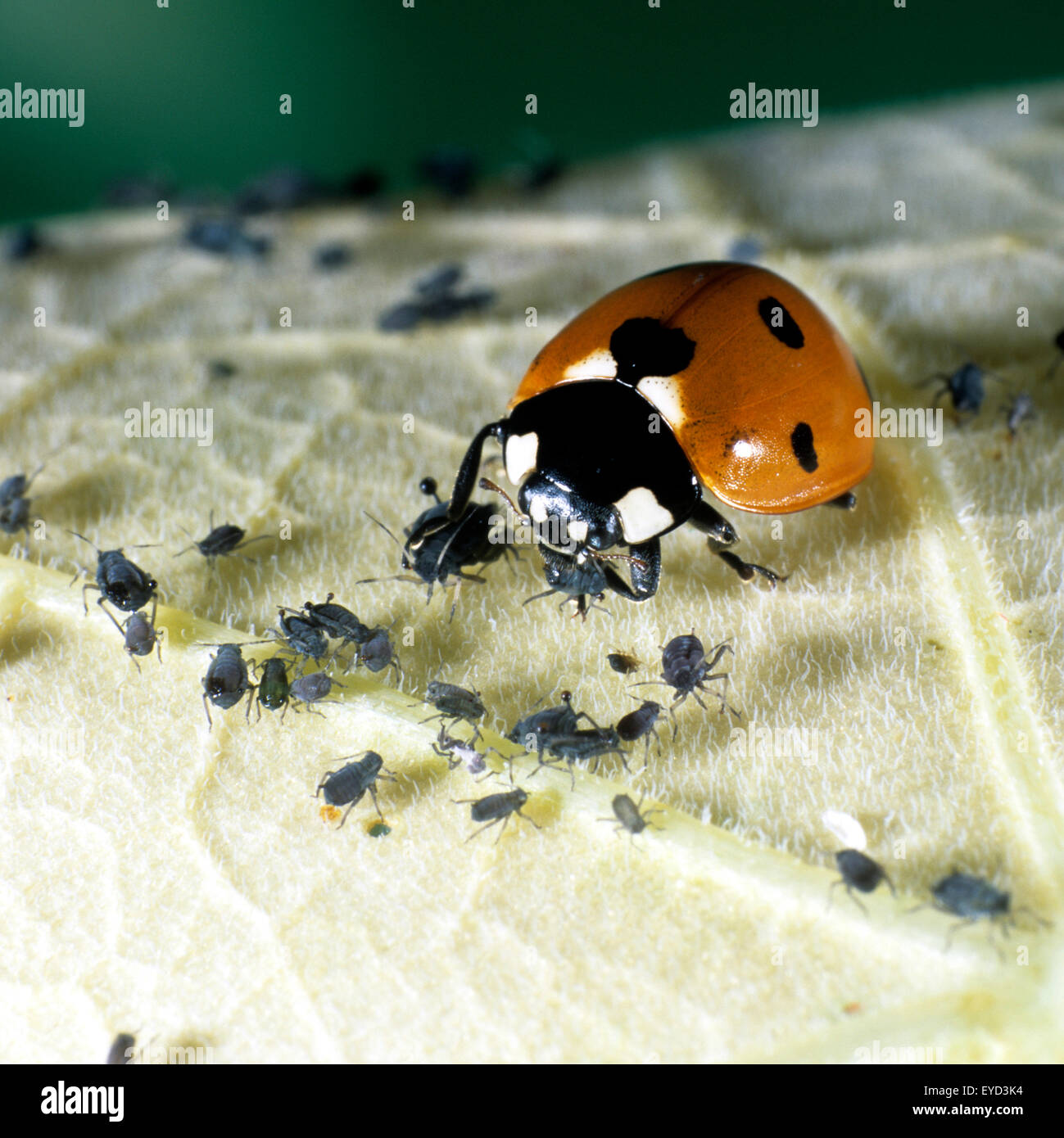 Marienkaefer, Coccinella, semptempunctata beim Fressen von Blattlaeusen, Foto Stock