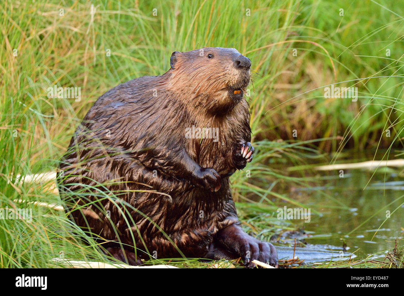 Un adulto beaver "Castor canadensis', fuori acqua di toelettatura in alto di erba verde Foto Stock