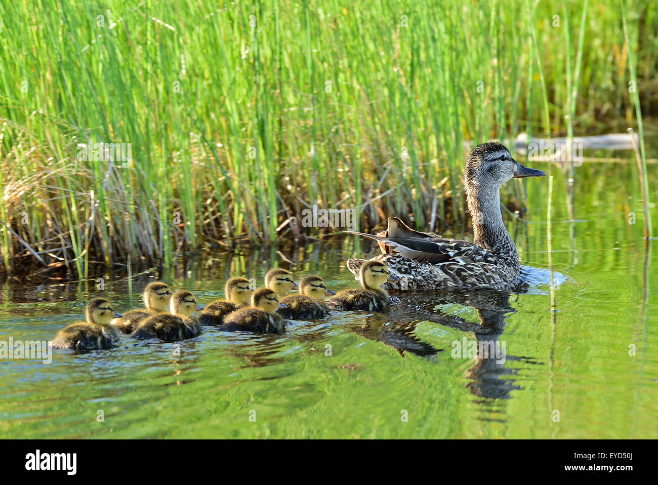 Una femmina di Mallard duck "Anas pltyrhynchos', con la sua covata di giorno il vecchio anatroccoli nuotare lontano in una zona paludosa e Foto Stock