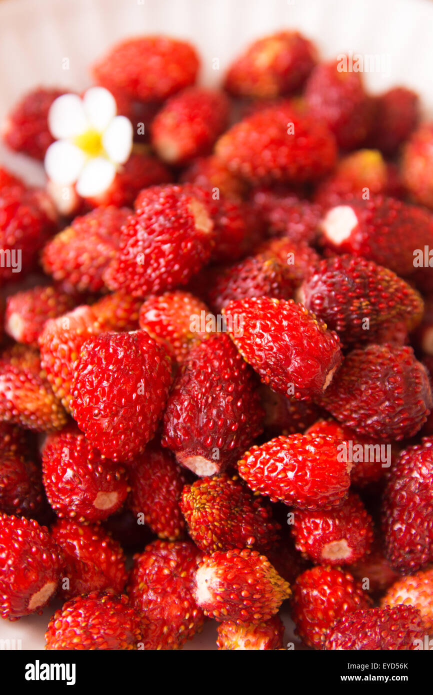 Wild fragole organico close up Foto Stock