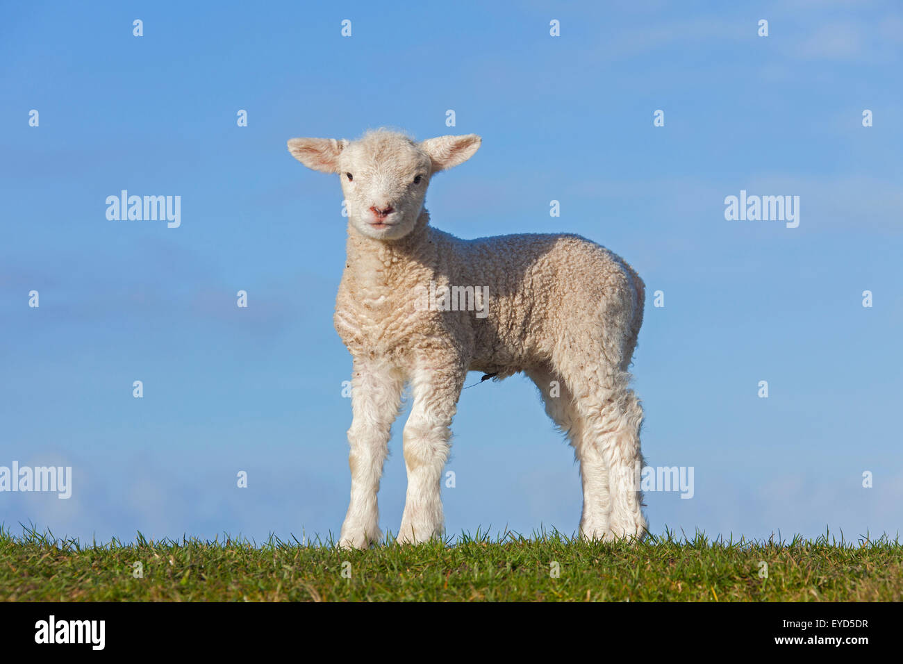 Agnello bianco del caseificio Frisone pecore nel prato, Frisia settentrionale, Germania Foto Stock