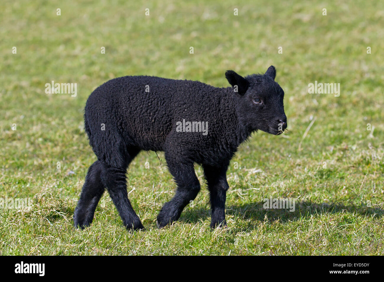 Agnello nero di caseificio Frisone pecore nel prato, Frisia settentrionale, Germania Foto Stock