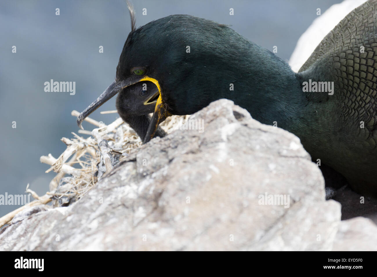 Il marangone dal ciuffo adulto Alimentazione Chick phalacrocorax aristotelis nidificazione sugli scogli sulle isole farne Northumberland England Regno Unito Foto Stock