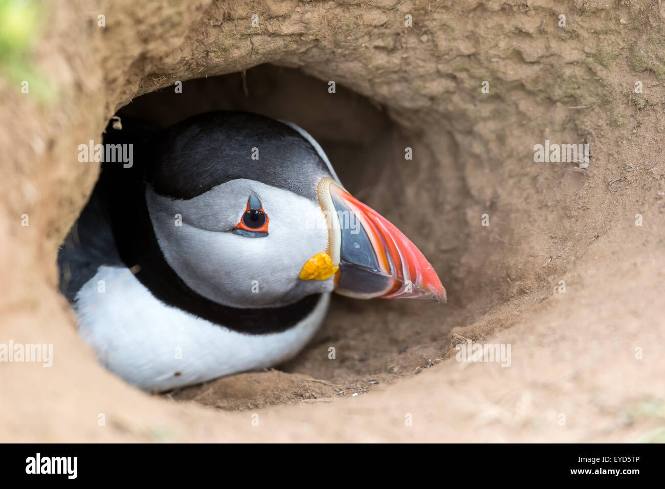 Un puffin (Fratercula arctica) emerge da un nido burrow sull isola Skomer dopo alimentazione di uno dei suoi giovani. Foto Stock