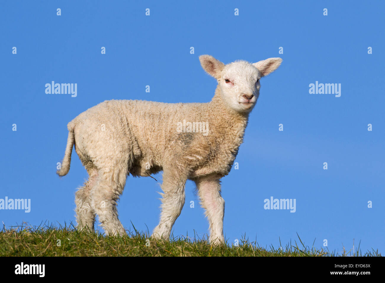 Agnello bianco del caseificio Frisone pecore nel prato, Frisia settentrionale, Germania Foto Stock