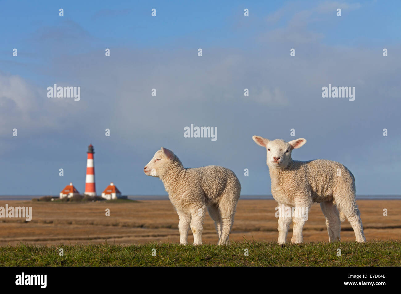 Faro Westerheversand e due agnelli bianchi on Salt Marsh a Westerhever, il Wadden Sea National Park, Nord Frisia, Germania Foto Stock
