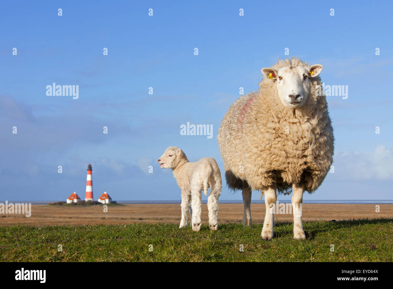 Faro Westerheversand e Pecora con agnello on Salt Marsh a Westerhever, il Wadden Sea National Park, Nord Frisia, Germania Foto Stock