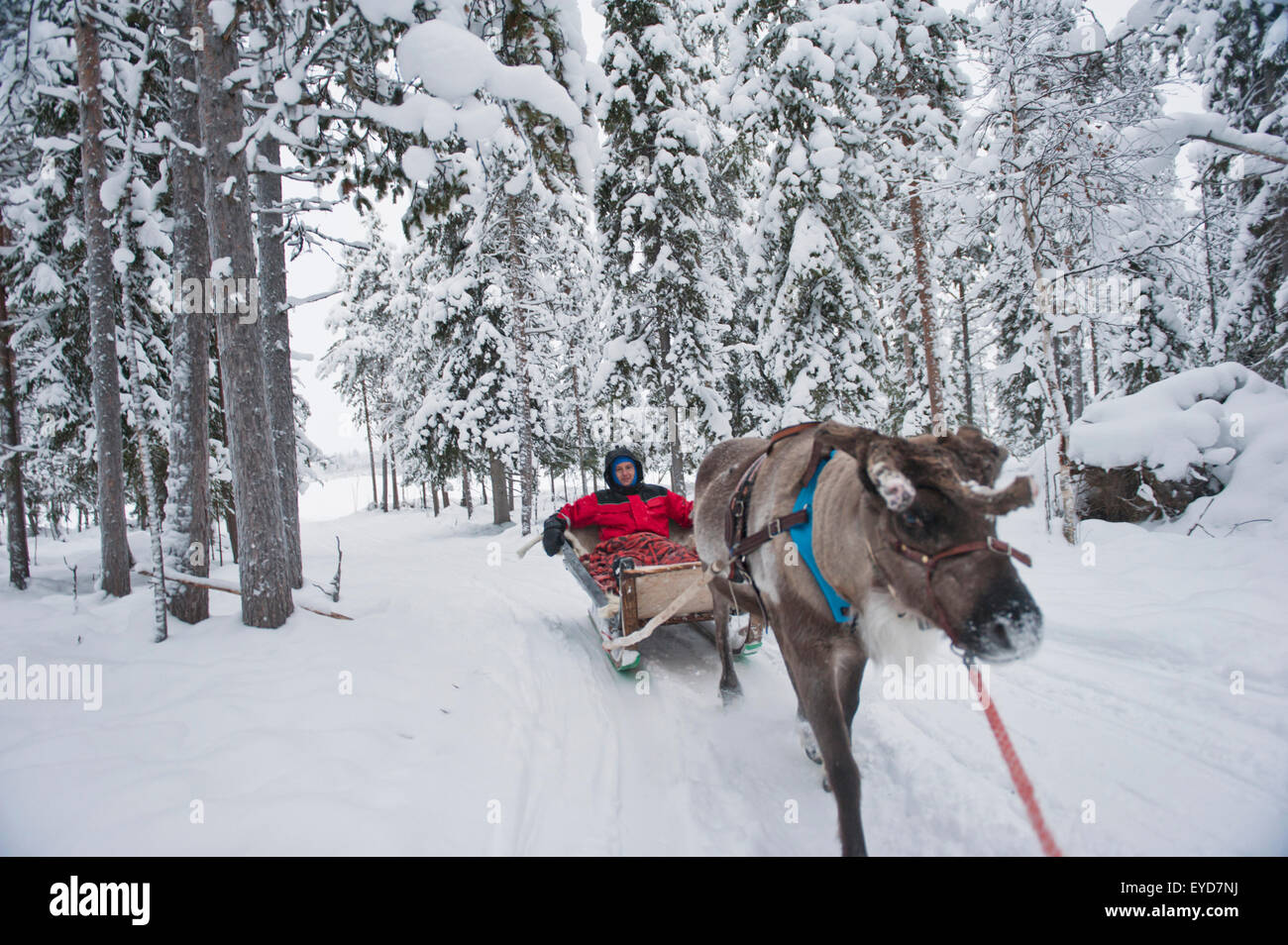 L'uomo avente una renna Sleigh Ride In Ounaskievari fattoria di renne, Levi, Lapponia, Finlandia Foto Stock