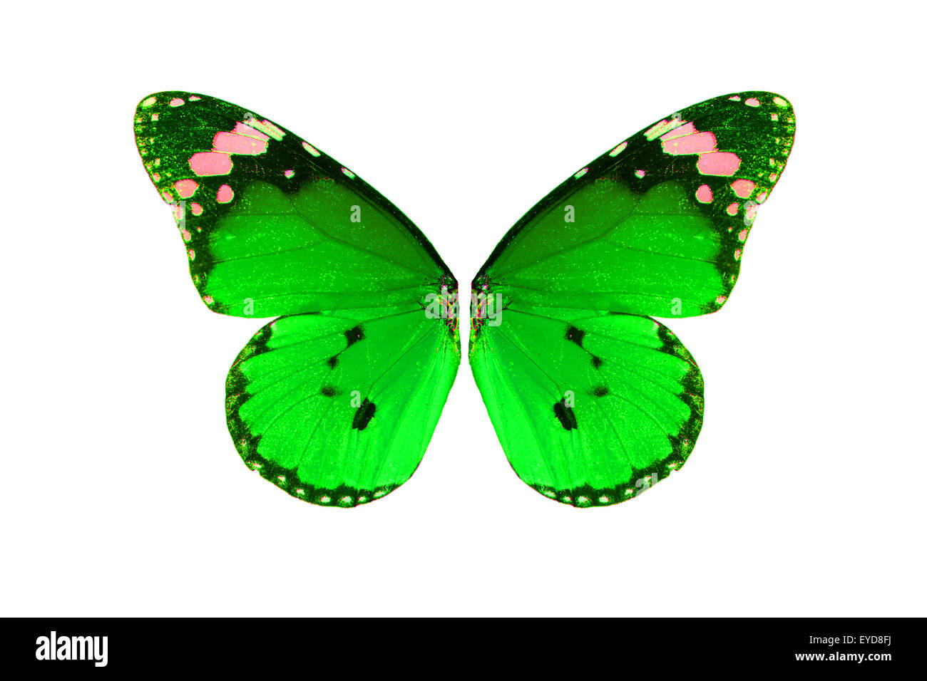 Bella ala dettaglio della pianura Tiger Butterfly (Danaus chrysippus) Foto Stock