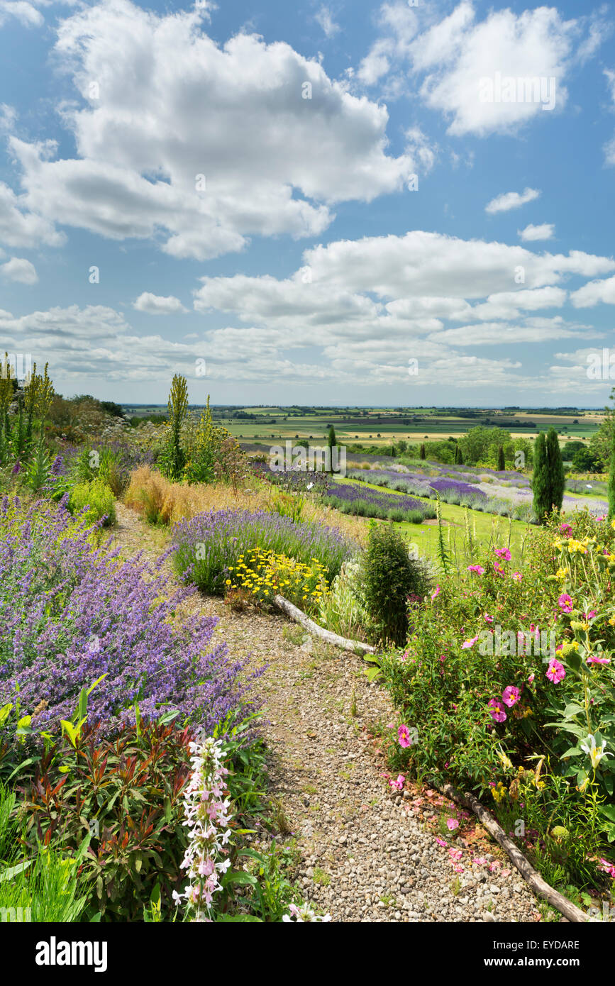 Yorkshire Lavanda, Terrington, luglio 2015. Foto Stock