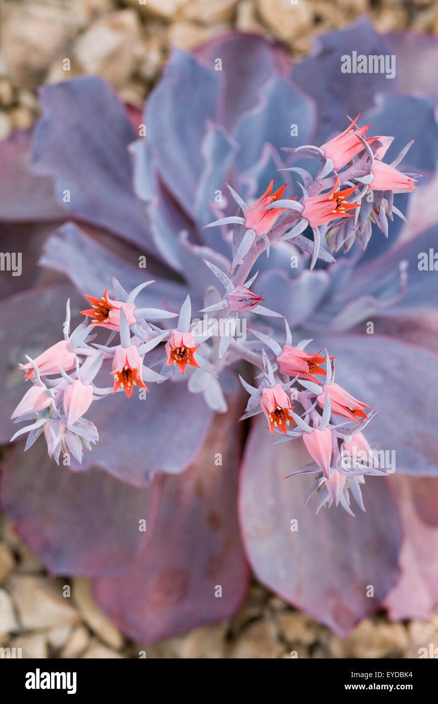 Echeveria 'post-incandescenza fiori". Foto Stock