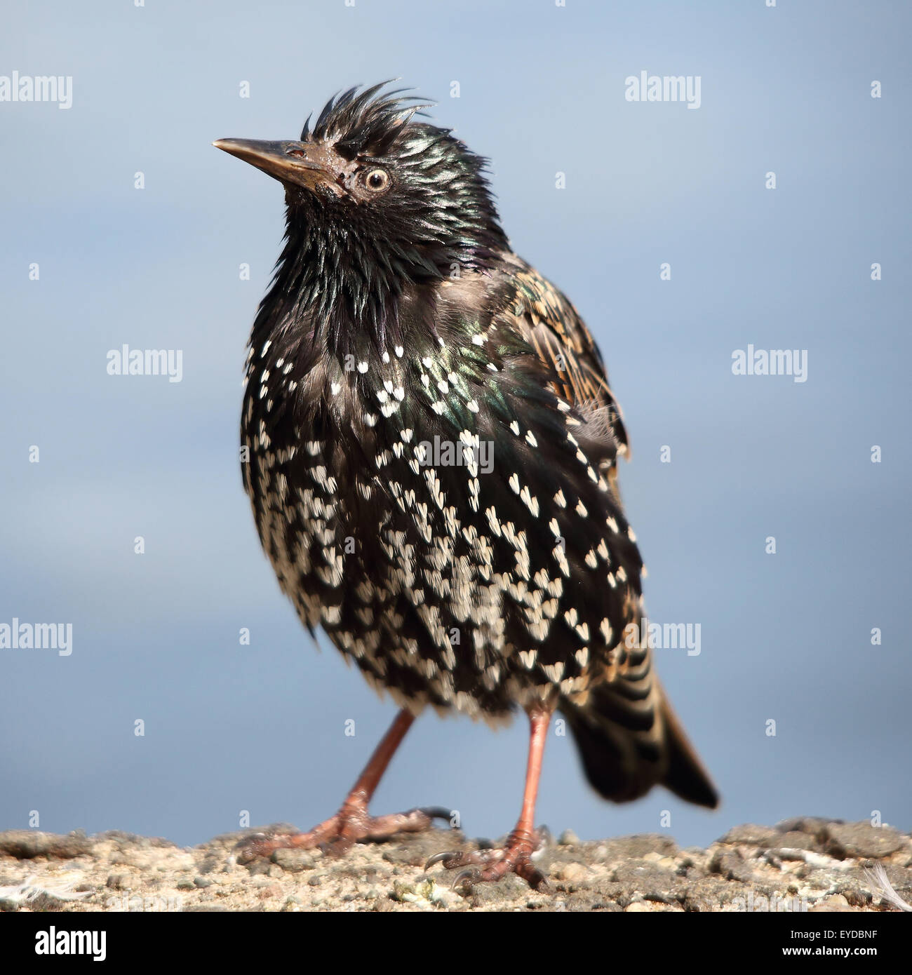 Starling comune, noto anche come European Starling contro un cielo blu Foto Stock