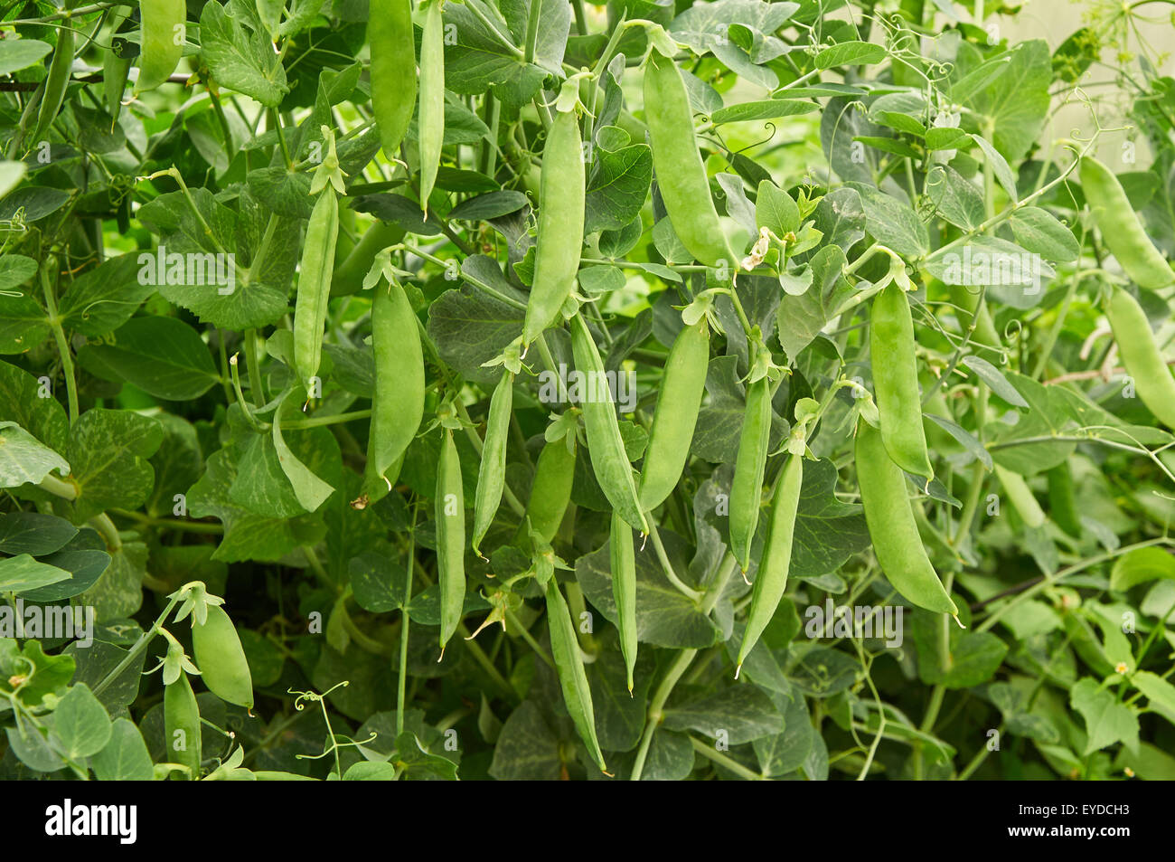 Modello agricolo. baccelli di piselli crea sfondo naturale Foto Stock