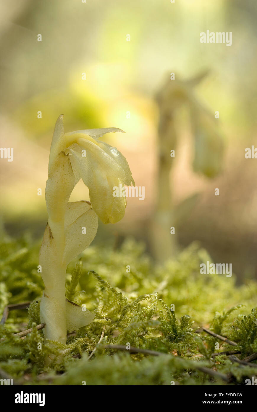 Duthman la tubazione o il giallo Bird's Nest (Monotropa hypopitys) Foto Stock