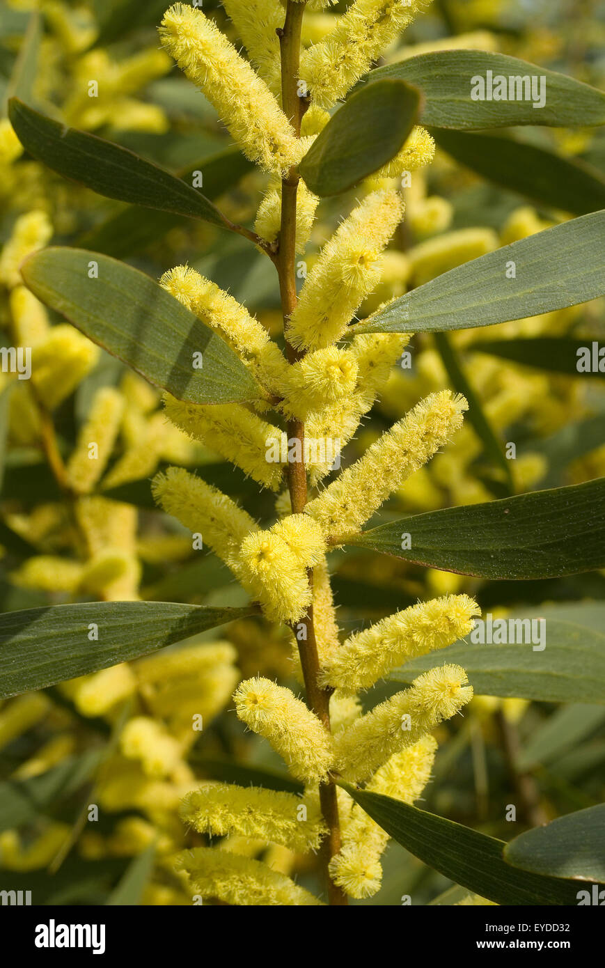 A lungo lasciato bargiglio, costa o graticcio Sydney Golden graticcio (Acacia longifolia) Foto Stock