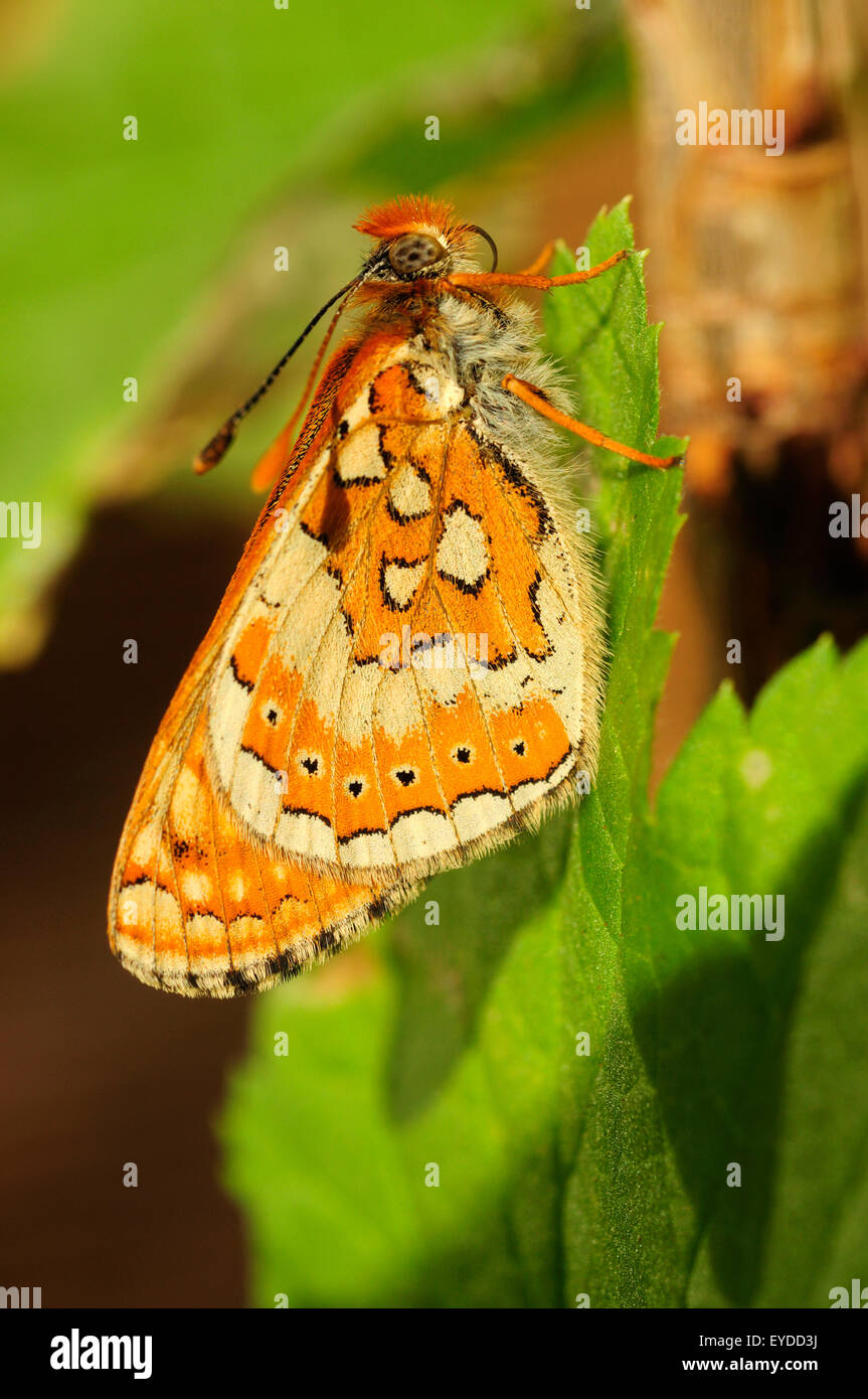 Appena schiuse Marsh Fritillary butterfly ( Euphydryas aurinia) Foto Stock