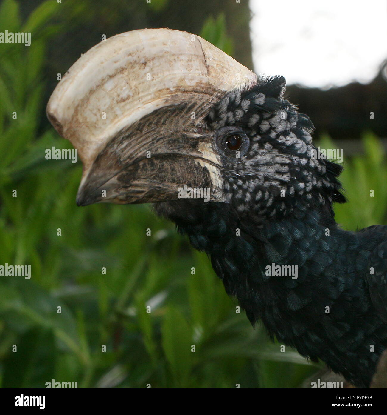 East African argentea Cheeked hornbill (Bycanistes brevis, Ceratogymna brevis) Foto Stock