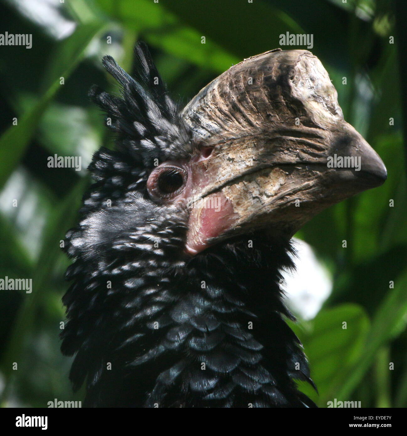 Femmina East African argentea Cheeked hornbill (Bycanistes brevis, Ceratogymna brevis) Foto Stock