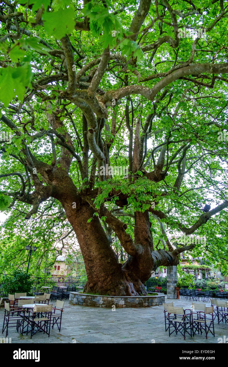 Il vecchio albero di castagno centro storico piazza grecia Foto Stock