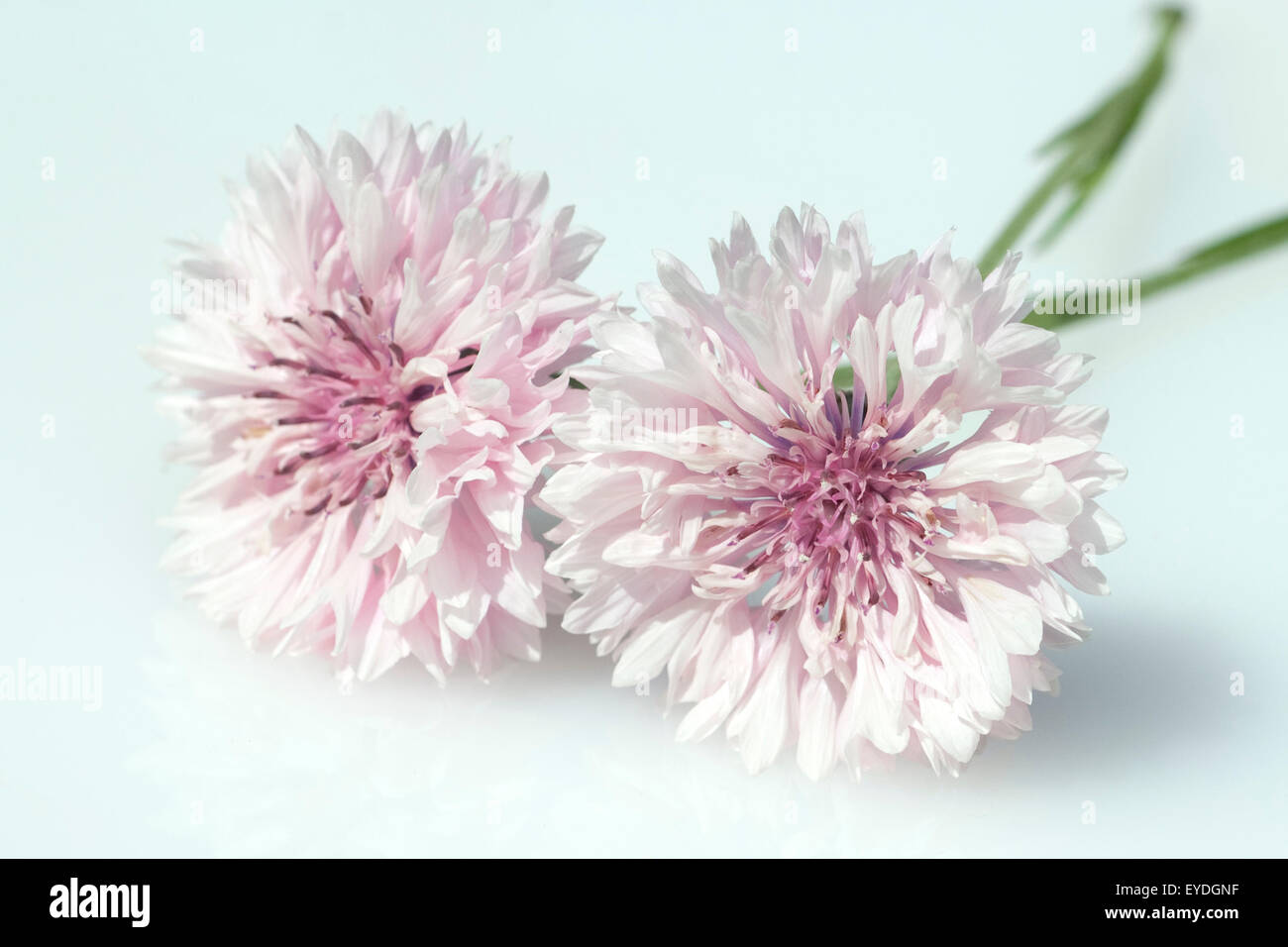 Kornblume;; Centaurea cyanus; Ackerpflanzen; Foto Stock