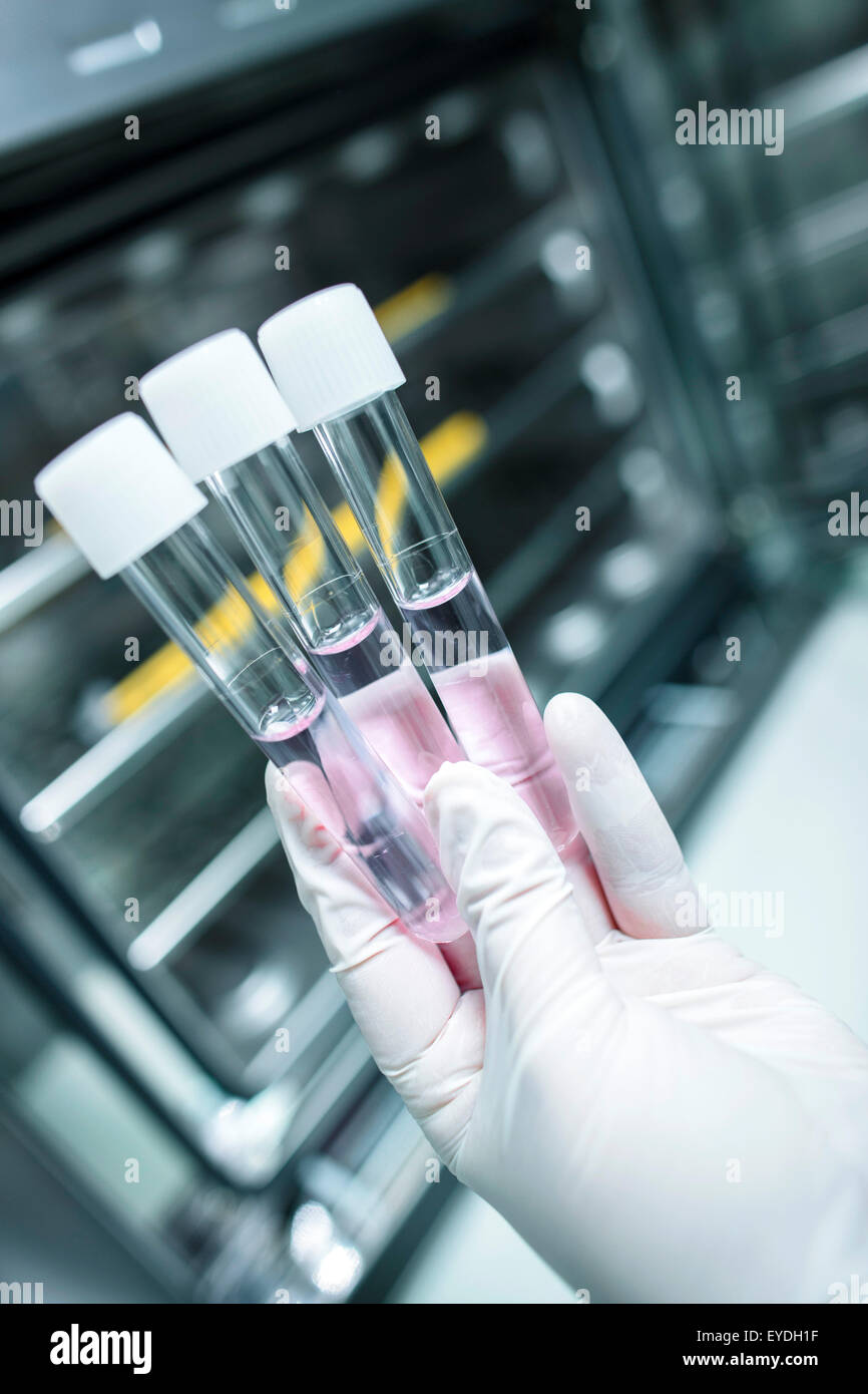 Scienziato azienda tre provette con liquidi Foto Stock