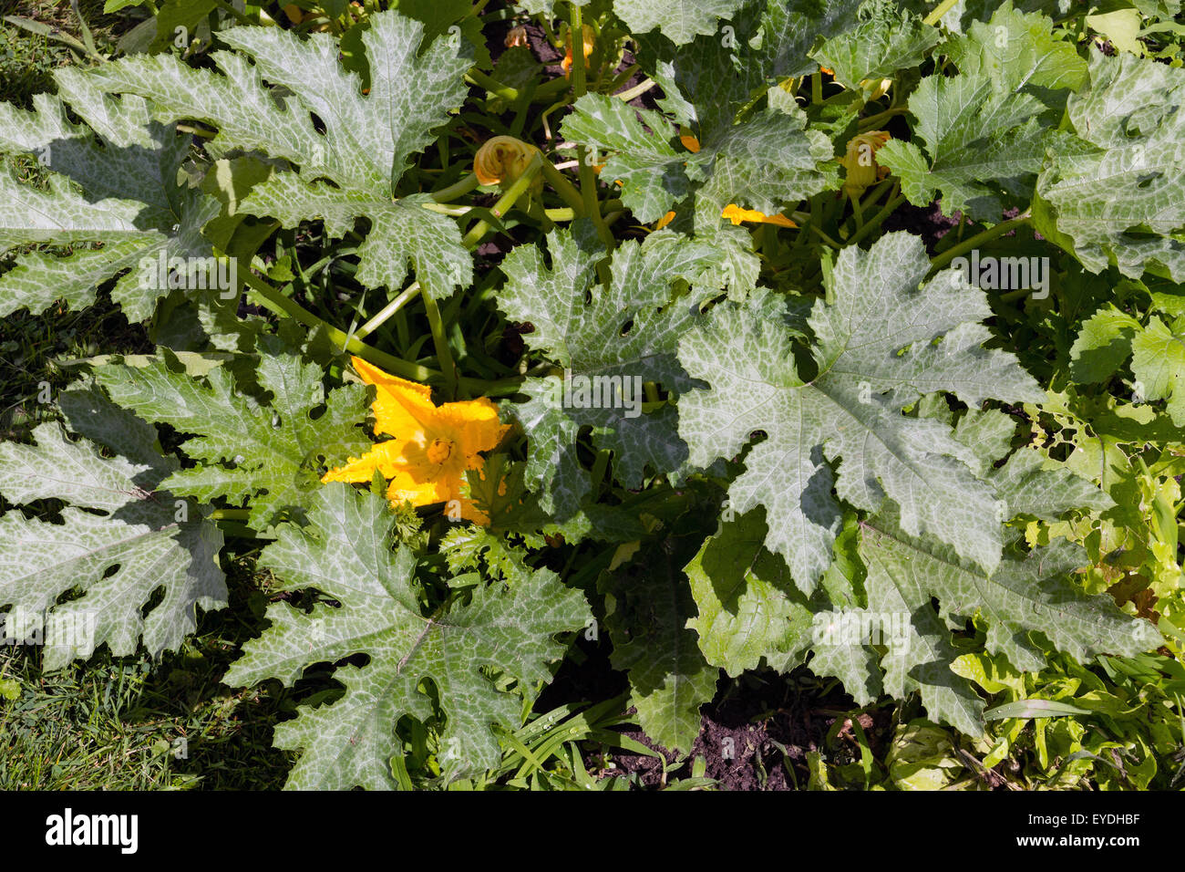 Impianto di zucchine in giardino Foto Stock