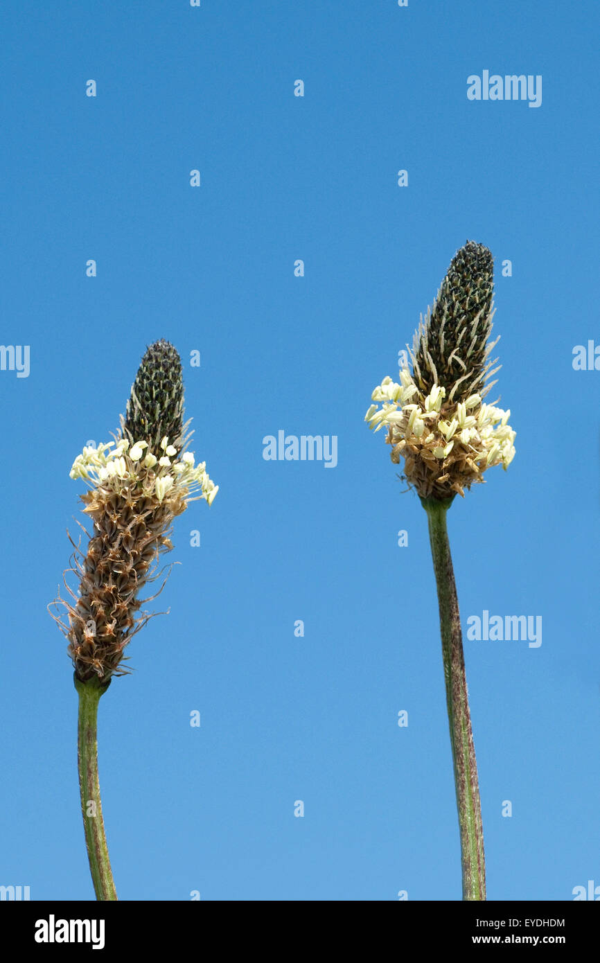 Spitzwegerich; Planzago; Lanceolata; Foto Stock