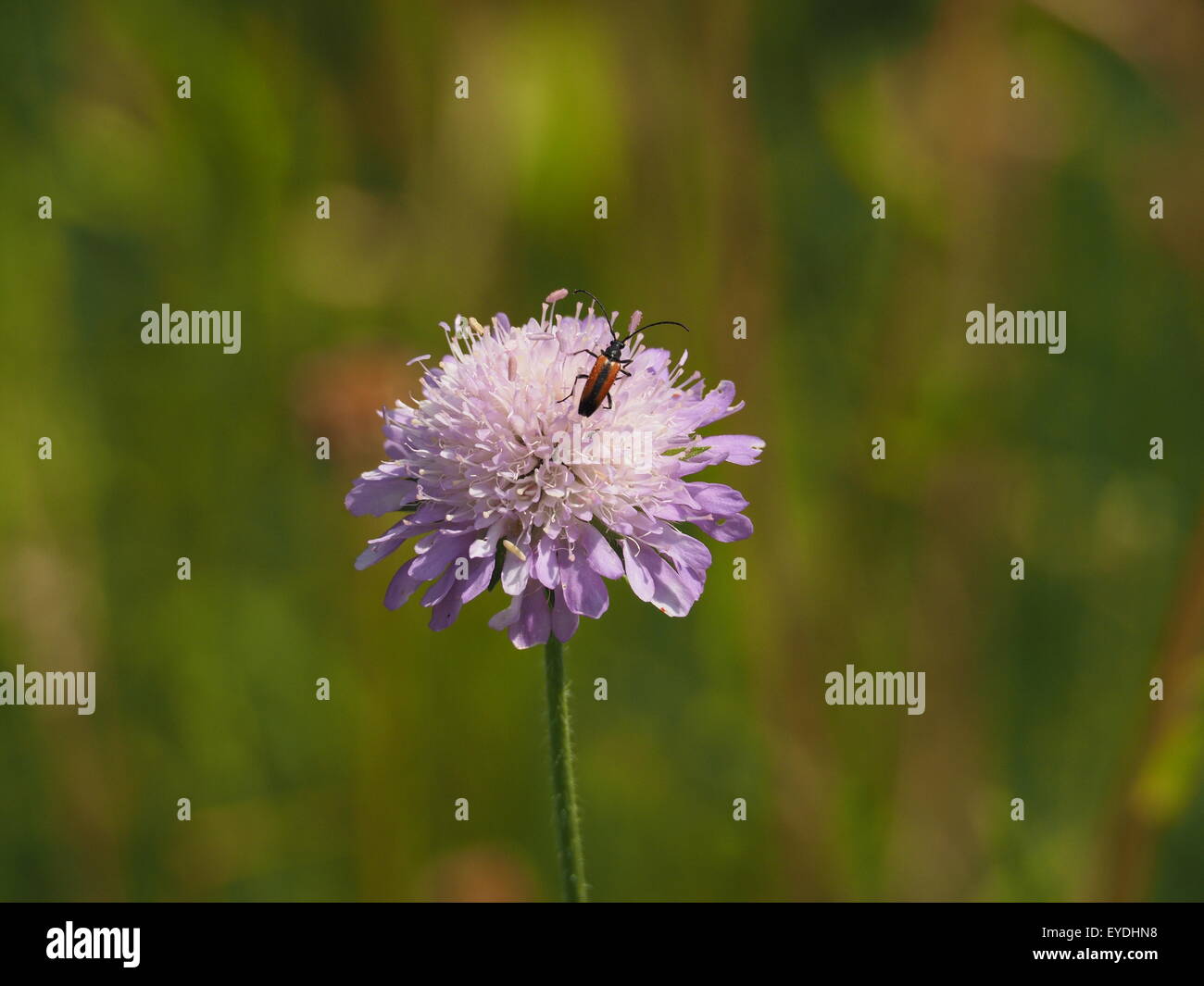 Soldato rosso beetle (Cantharis specie) in blu pallido lilla Devil's Bit Scabious fiore (Succisa pratensis) con sfondo suffuse Foto Stock