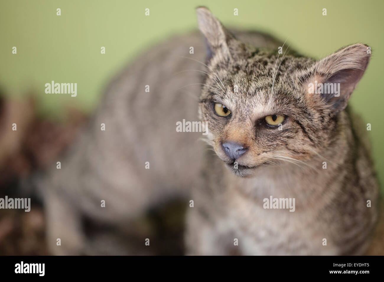 Taxidermied wildcat, close-up Foto Stock