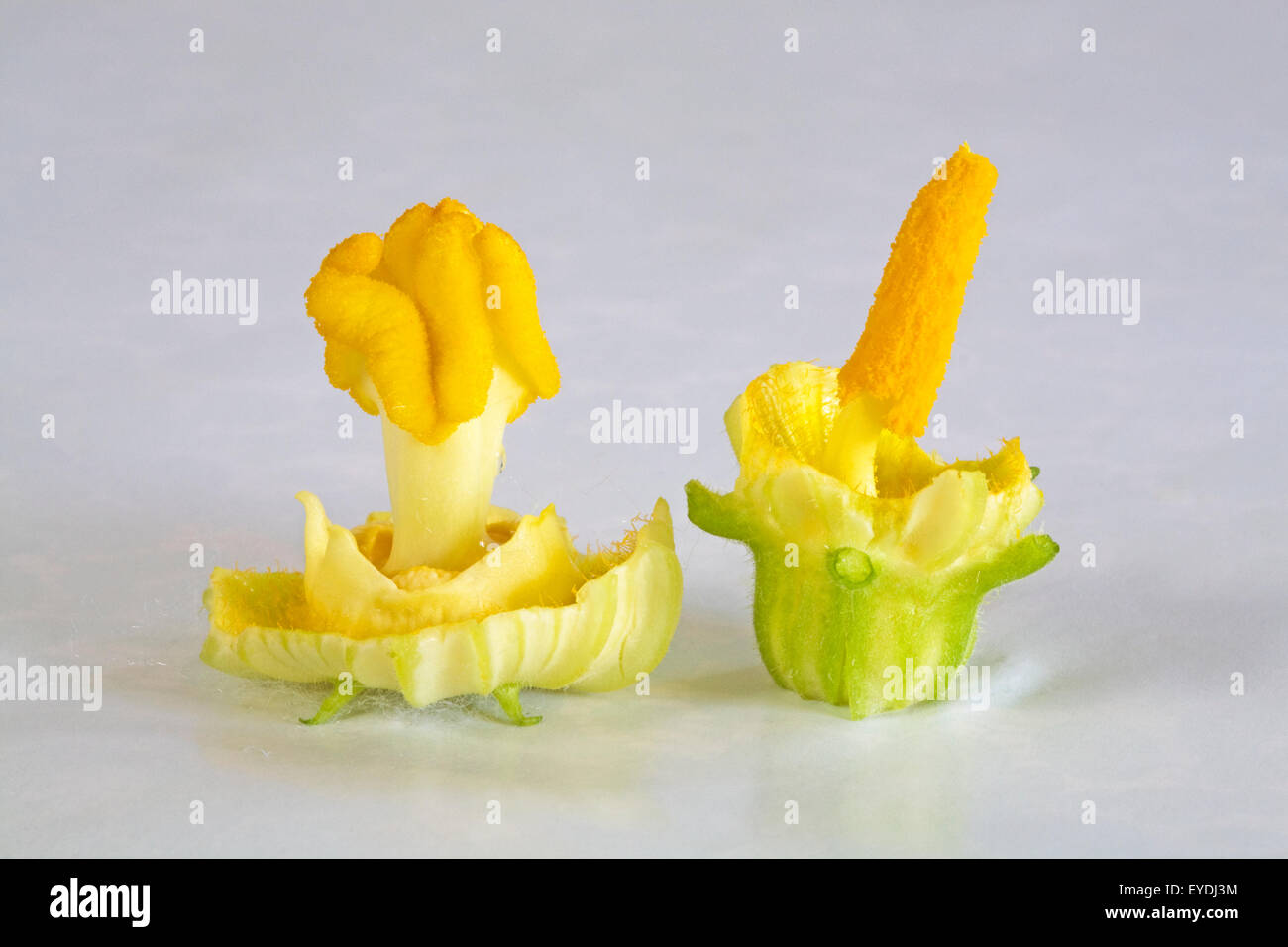 Un maschio e femmina (stame e stigmatizzazione) in un fiore o fiore di un zucchini impianto Foto Stock