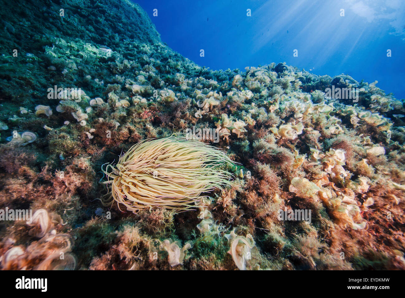 Close-up di Anemonia Sulcata Foto Stock