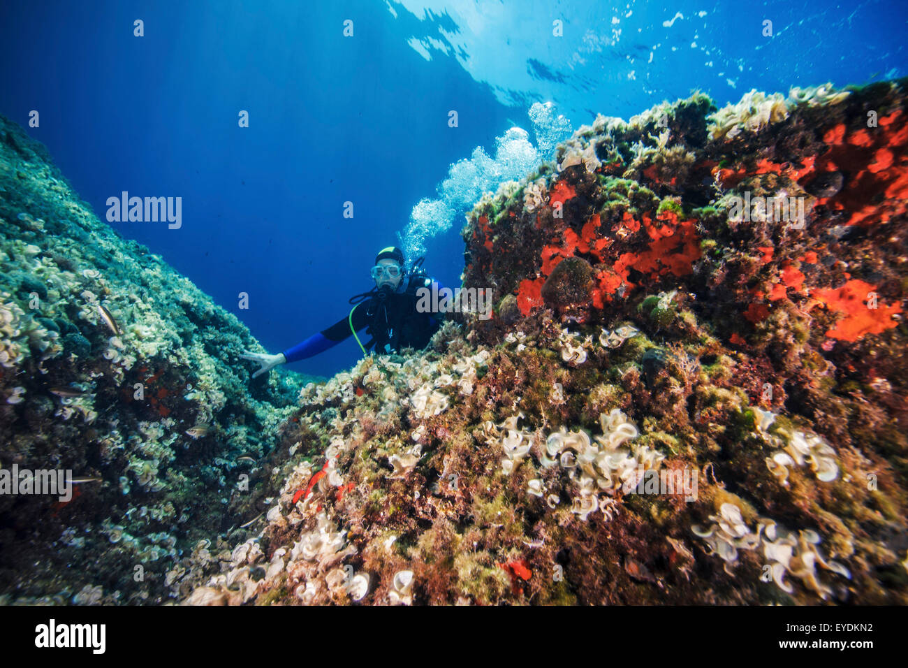 Scuba Diver ad esplorare la vita di mare, mare Adriatico, Dalmazia, Croazia Foto Stock