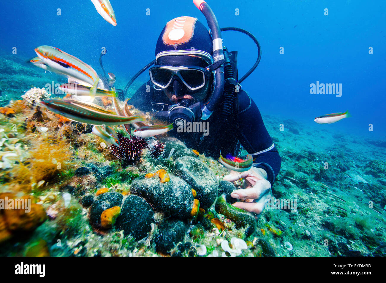 Scuba Diver ad esplorare la vita di mare, mare Adriatico, Dalmazia, Croazia Foto Stock